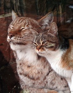 Media_httplovemeowblo_fifjv