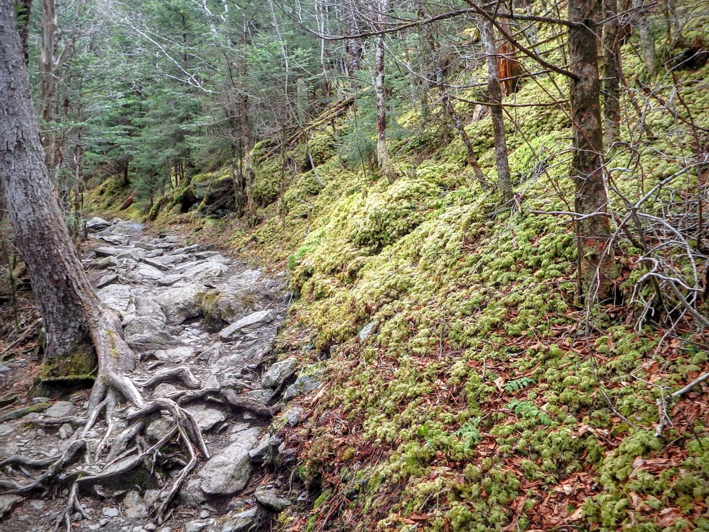 A trail beside a moss-covered hillside